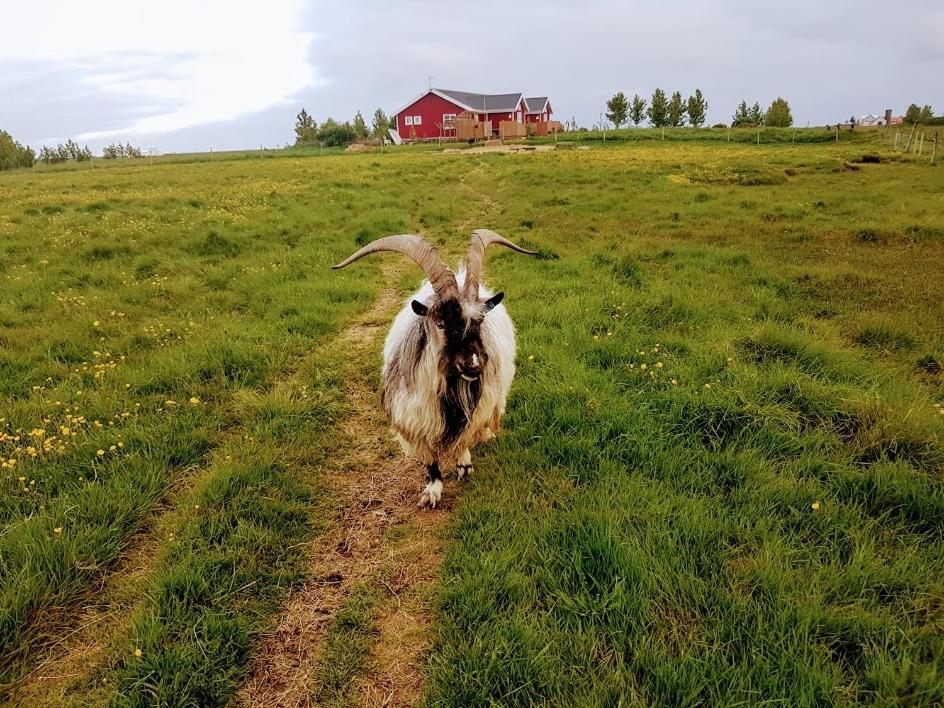 Skalatjoern Guesthouse Skalatjorn Eksteriør bilde
